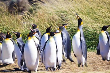 Group of cute Emperor penguins hanging out in the Tierra del Fuego, Patagonia