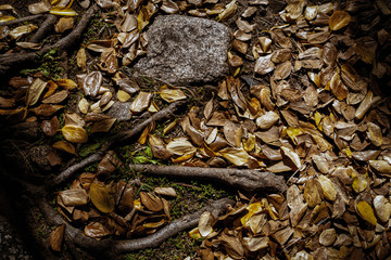地面の枯れ葉と木の根