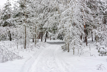 Cold winter day in the forest with snowy trees. There was a lot of snow. Stormy snowdrifts, The beauty of nature. Background concept.