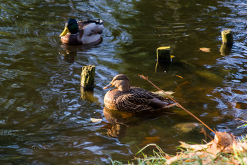 Białostocki Park Planty jesienią, Białystok,  Podlasie, Polska © podlaski49