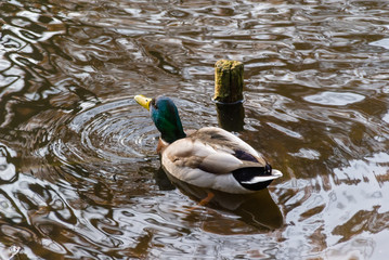 Białostocki Park Planty jesienią, Białystok,  Podlasie, Polska © podlaski49
