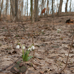 snowdrop flower in the forest on a background of beautiful foliage