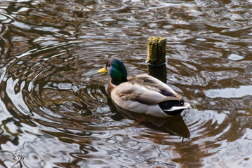 Białostocki Park Planty jesienią, Białystok,  Podlasie, Polska