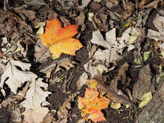 Fall Color