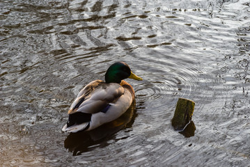 Białostocki Park Planty jesienią, Białystok,  Podlasie, Polska © podlaski49