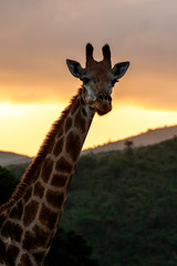 Giraffe, head and shoulders, sunset behind