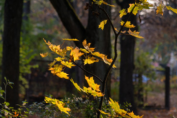 Białostocki Park Planty jesienią, Białystok,  Podlasie, Polska © podlaski49