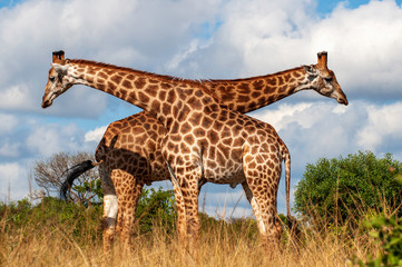 Two Giraffe, twisted bodies, play, jest, form a V shape, twins, duplicates