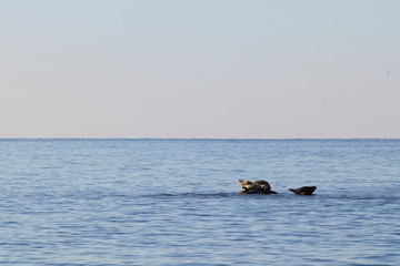 Obraz premium Seals (spotted seal, largha seal, Phoca largha) on the rock in sunny day. Wild spotted seal sanctuary. Calm blue sea, wild marine mammals in nature on background of blue sea, horizon and sunrise sky. 