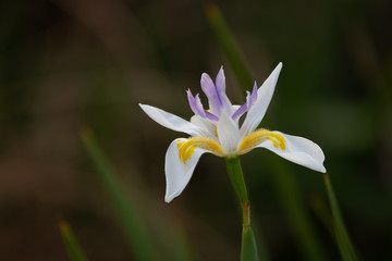 African Wild Iris