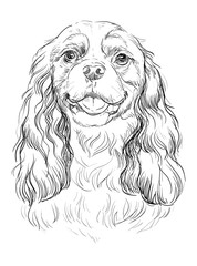 Cavalier King Charles Spaniel vector hand drawing portrait