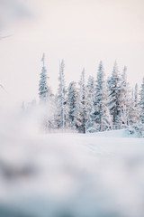 Fototapeta na wymiar Winter snowy forest and mountains