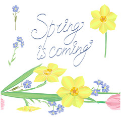 Isolated on white vector set of seamless horizontal border brush, spring forget-me-not and narcissus flowers and hand written words Spring is comingflowers