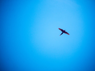profile of macaw in flight in costa rica