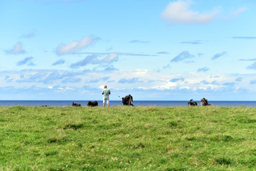 Shepherd with bulls on the contryside of Santander, Cantabria, Spain
