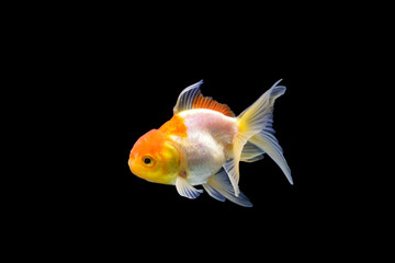 Goldfish isolated on black background. Goldenfish isolated on black background. Thailand.
