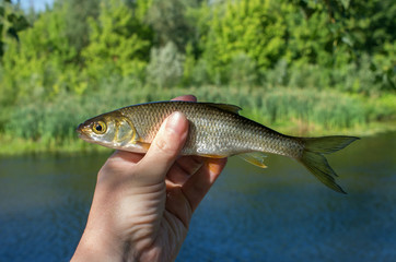 chub fish caught in the hand close-up