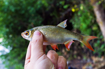 caught roach in the hand of a fisherman