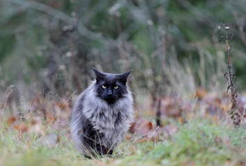 Naklejka na ściany i meble A norwegian forest cat male standing in autumnal forest