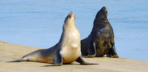 New Zealand sea lions at Surat Bay, Catlins, Southland, New Zealand