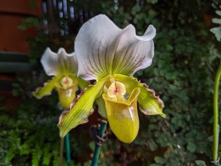 yellow orchid in garden