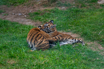 Fototapeta na wymiar tiger cub playing in the jungle