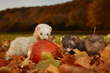 Ferret couple in autumn sunny park posing in leaves