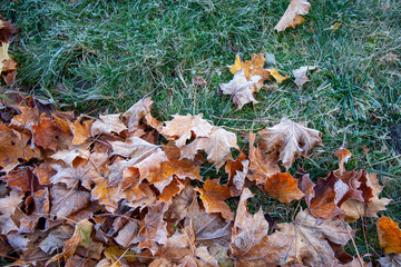 autumn leaves on grass frost