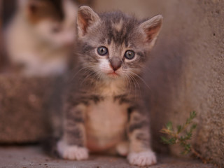 Funny gray little kitten is sitting ootdoor.