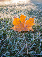 yellow leaf on grass with frost