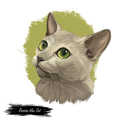 Russian Blue Cat breed of light shimmering silver to a darker slate grey color. Archangel Blue, Archangel Cat. Digital art illustration of pussy kitten portrait, fluffy domestic pet, t-shirt print.