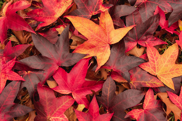 maple leaf on the floor
