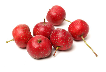 Hawthorn on white background 
