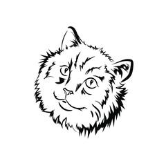 Ragdoll Cat cat breed with color point coat and blue eyes. Vector illustration of pussy kitten portrait, feline food cover design, veterinary vet clinic label. Fluffy domestic pet, t-shirt print