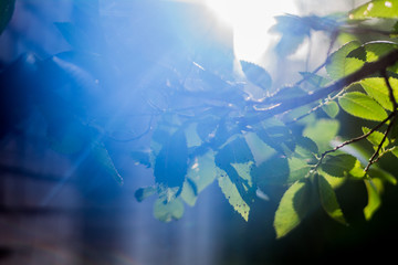 leaves macro tree branch green blue