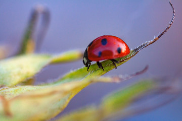 ladybug on sunflower
