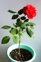 One red rose in a pot