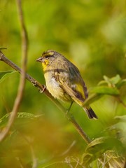 Yellow Fody bird perched in natural habitat