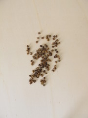 Seeds from chard on a wooden board