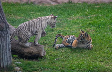 tiger cub playing in the jungle