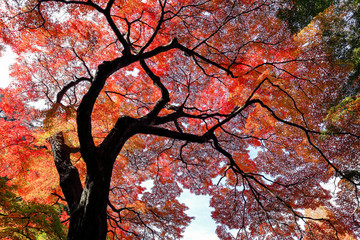 紅葉の風景