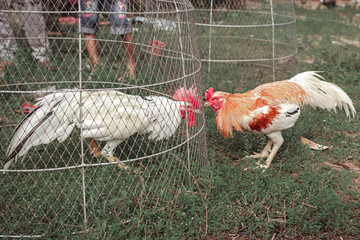  Fighting cock farm