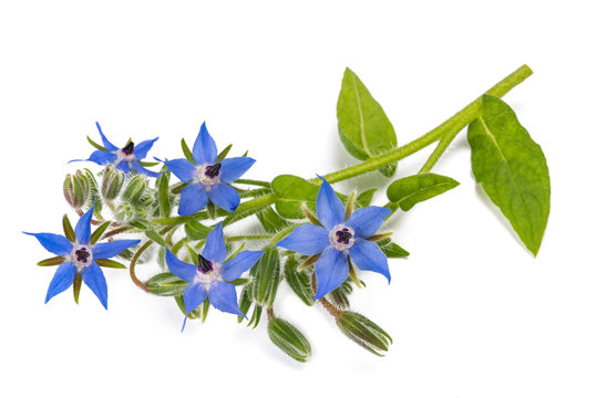 Borage plant (Borago officinalis)