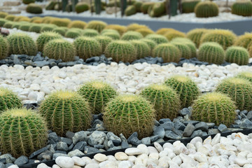 Fototapeta na wymiar Green cactus plant, natural texture background concept
