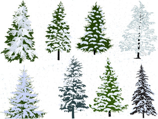 eight winter firs isolated on white background