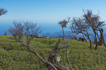 枯れ木と高原
