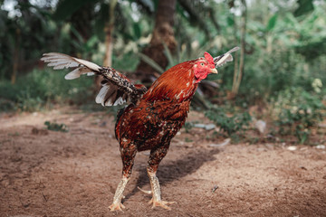 Fighting cock farm