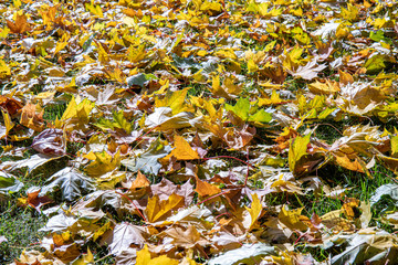 Fallen leaves on grass in the rays of the setting sun