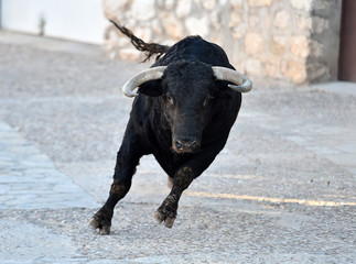 toro bravo español