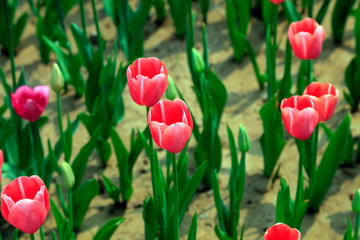 Tulips flowers in the garden